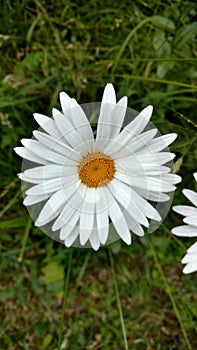 Daisy