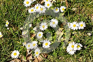 Daisy white flowers in a meadow with green blurry background