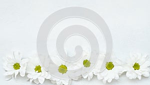 Daisy white herbera flower composition nature