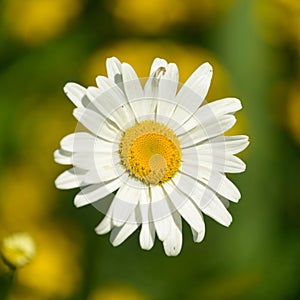 Daisy
