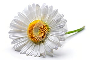 Daisy on white