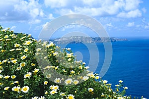 Daisy wildflowers on a background of blue sky, blue sea and island.