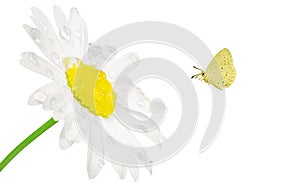 Daisy with a yellow butterfly on a white background