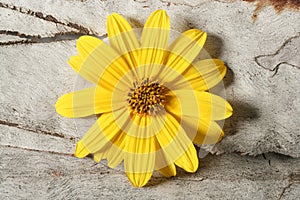 Daisy yellow flower, macro studio shot