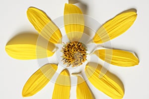 Daisy yellow flower, macro studio shot