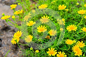 Daisy yellow flowers