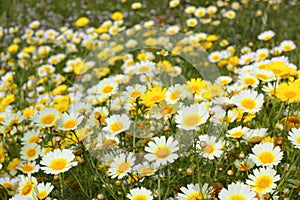 Daisy yellow flowers green nature meadow