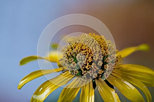 Daisy, center of a flowerhead photo