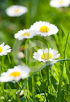 The daisyes in grass.