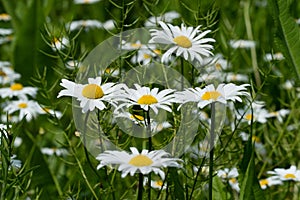 Daisyfield