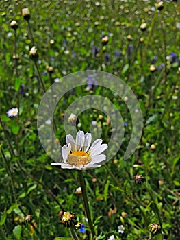 Daisyflower