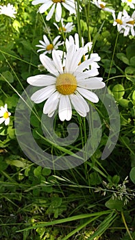 Daisyflower