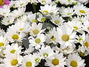 Daisys