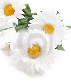 Daisys