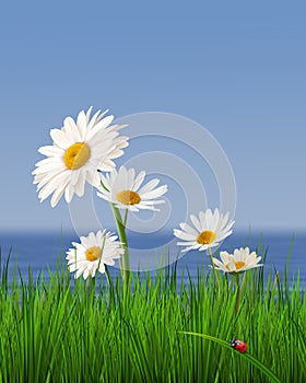 Daisys against background .