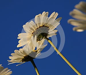 Daisys and blue summer sky