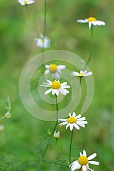 Daisys in the forest