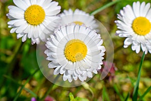 Daisys in the spring close-up.Flowers - Nature