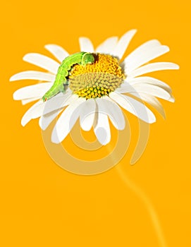 Daisywheel orange tone