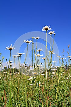 Daisywheels on field