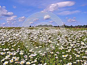Daisywheels on field