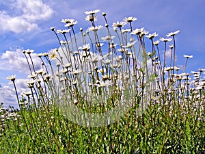 Daisywheels on field