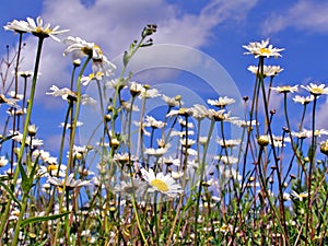 Daisywheels on field