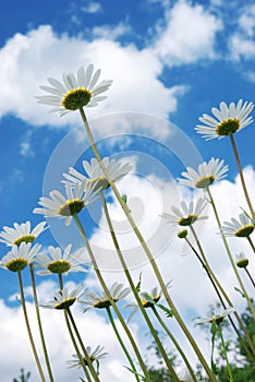 Daisywheels on sky background