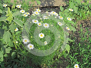 Daizy bush among grass