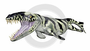 Dakosaurus