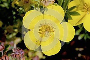 Dakota Sunspot Potentilla   810423