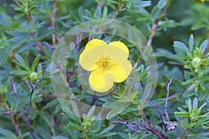 Dakota Sunspot Potentilla   845676