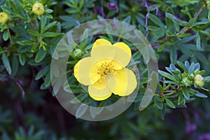 Dakota Sunspot Potentilla   846499