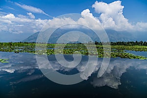 Dal Lake Water Lilly with Clouds photo
