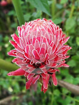 Dala Flower, red flower, Torch ginger or flower is blooming in t