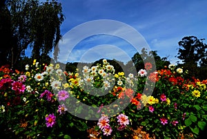 Dalat flower gardens