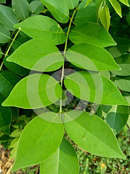 Dalbergia latifolia also known as sonokeling, sanakeling, rosewood with a natural background. photo
