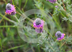 Dalea purpurea purple prairie clover wildflower photo