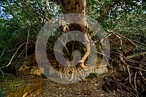 Dales Gorge tree, Karijini National Park