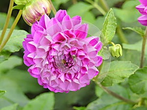 The Dalhia is a very beautiful flower to grow.