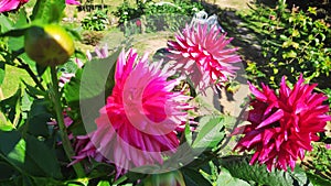 dalia, beautiful pink flower, beautiful in a garden.