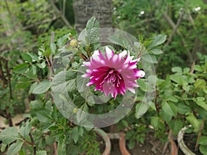 Dalia Flower