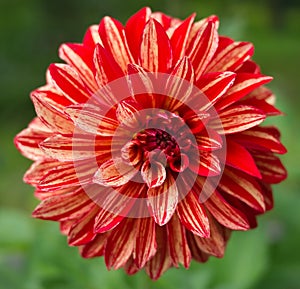 Dalia Flower Closeup photo