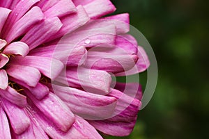 Dalia Flower closeup macro photography