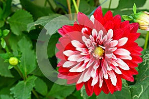 Dalia flower photo