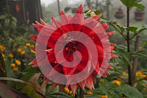 Dalia Flower at Khulna,Bangladesh.