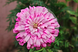 Dalia Flower with petal