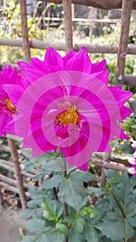 Dalia flower pink garden nature