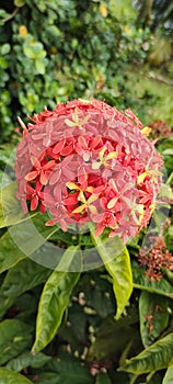 Dalia flower very beautiful