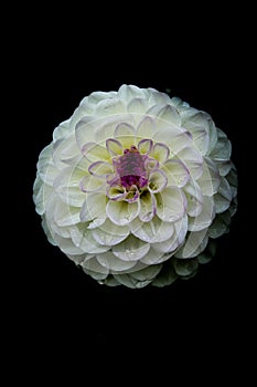 Dalia flower white on black background